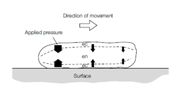 1249_Structure of the excavata, chromalveolata, and Amoebozoa 2.png